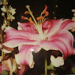 Meet your Posher, Aurora